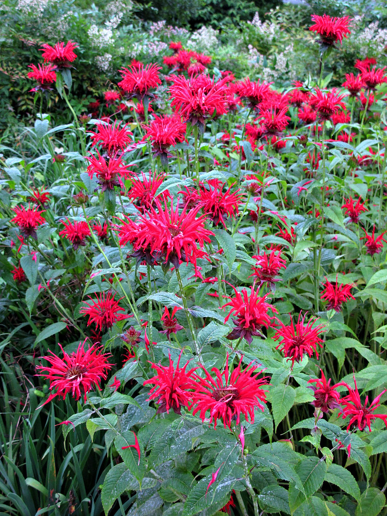 Kentlands, Flowers IMG_6338 Kentlands photowalk, Gaithersb… Flickr