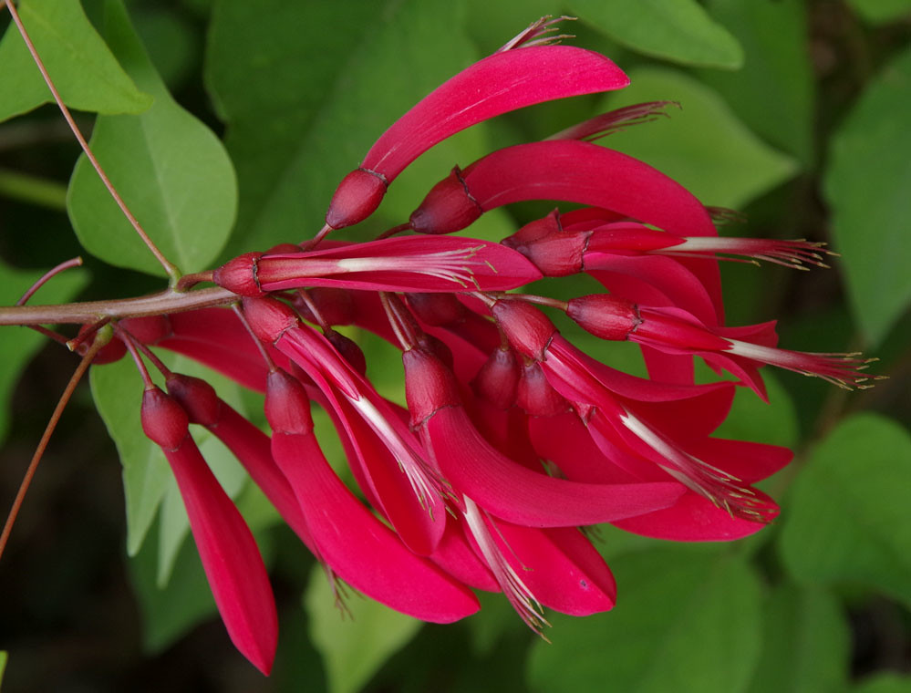 Erythrina x bidwillii, Swan River foreshore, Rivervale, Pe… Flickr