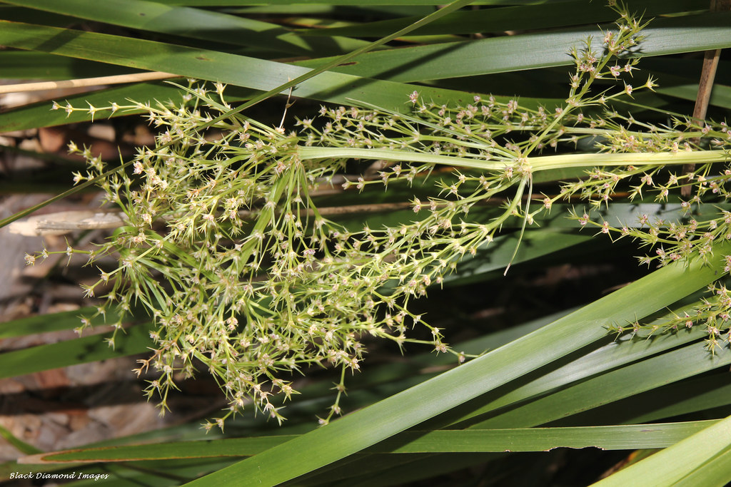 Lomandra hystrix Creek MatRush Copyright All Rights R… Flickr