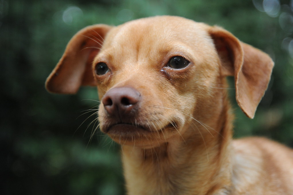 547 Hamilton For the LOVE of DOGS Rescue Flickr