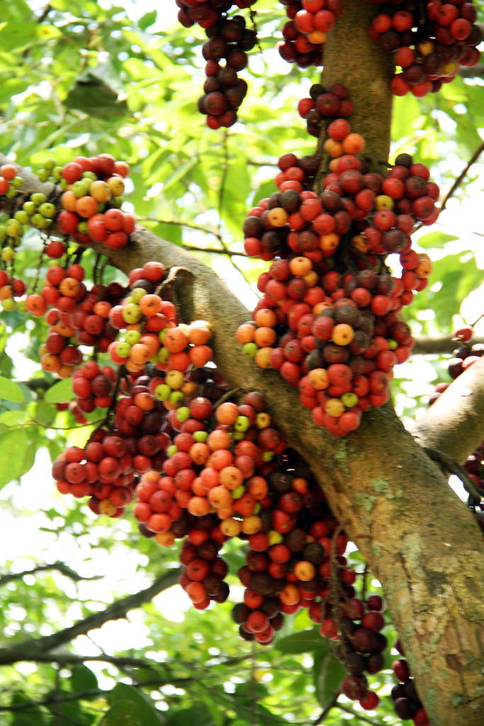 Ficus racemosa L. Putrajaya Botanical Gardens, Putrajaya, … Flickr