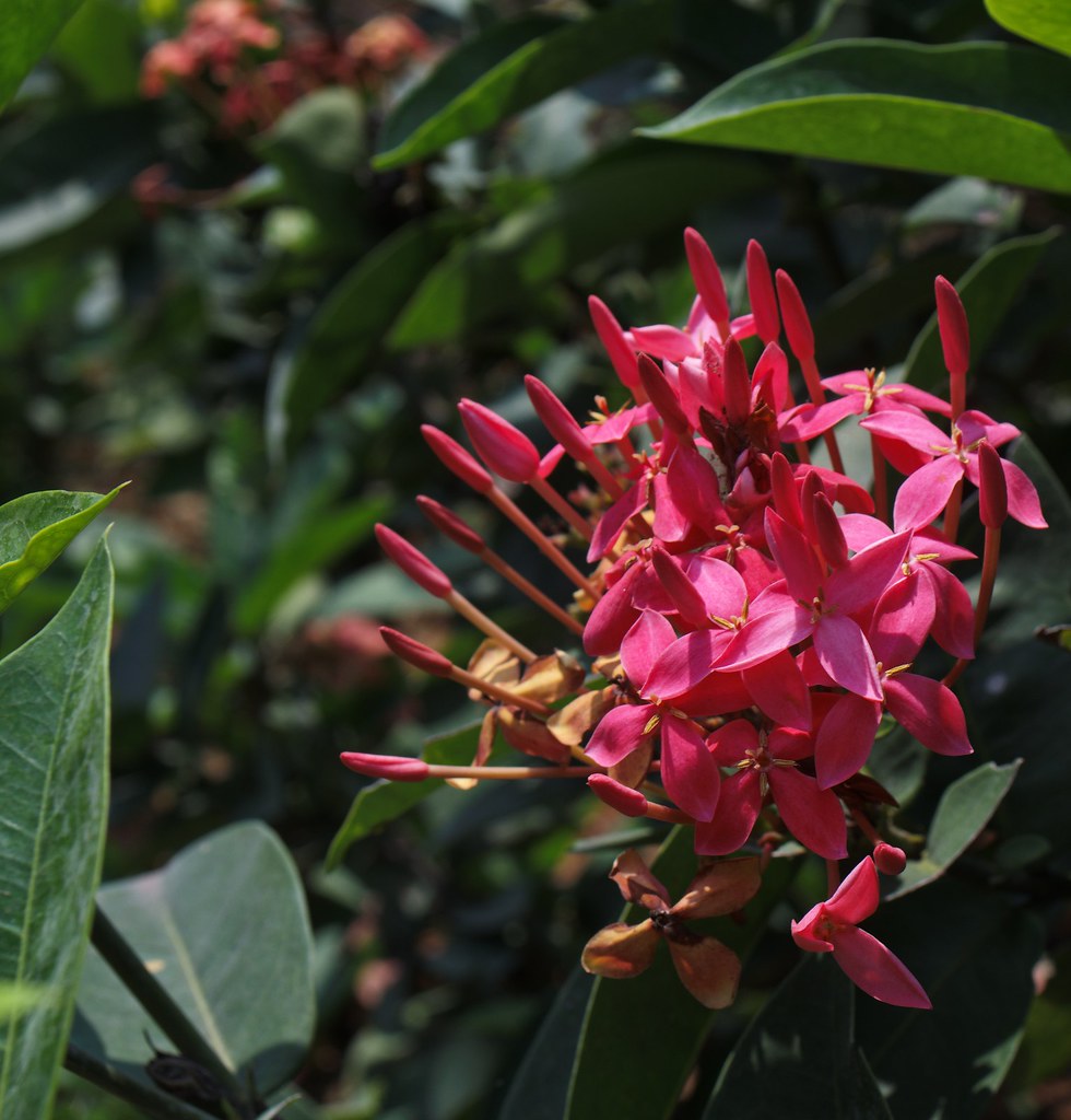 Pink Flowers A beautiful public park in Visakhapatnam Aaron Martz