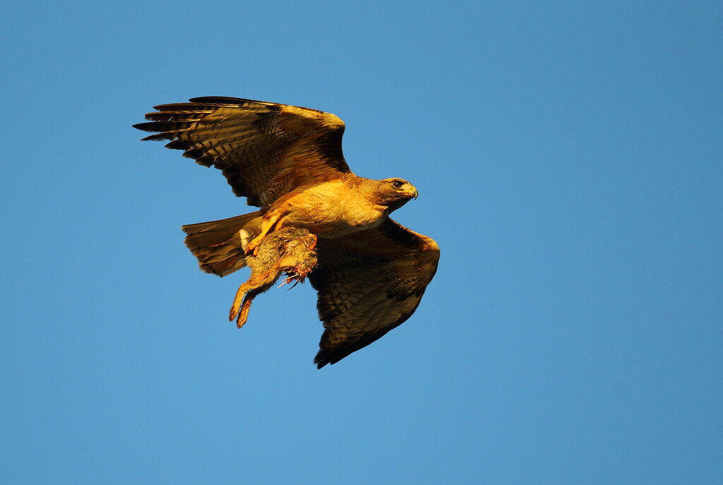 Headless rabbit Prepare for landing Charles Pan Flickr