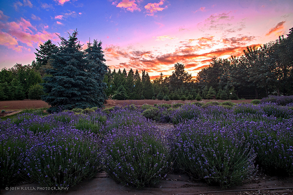 lavender festival oregon 2023 helvetia Barn Owl Lavender The 2013 Oregon Lavender Festival opens … Flickr