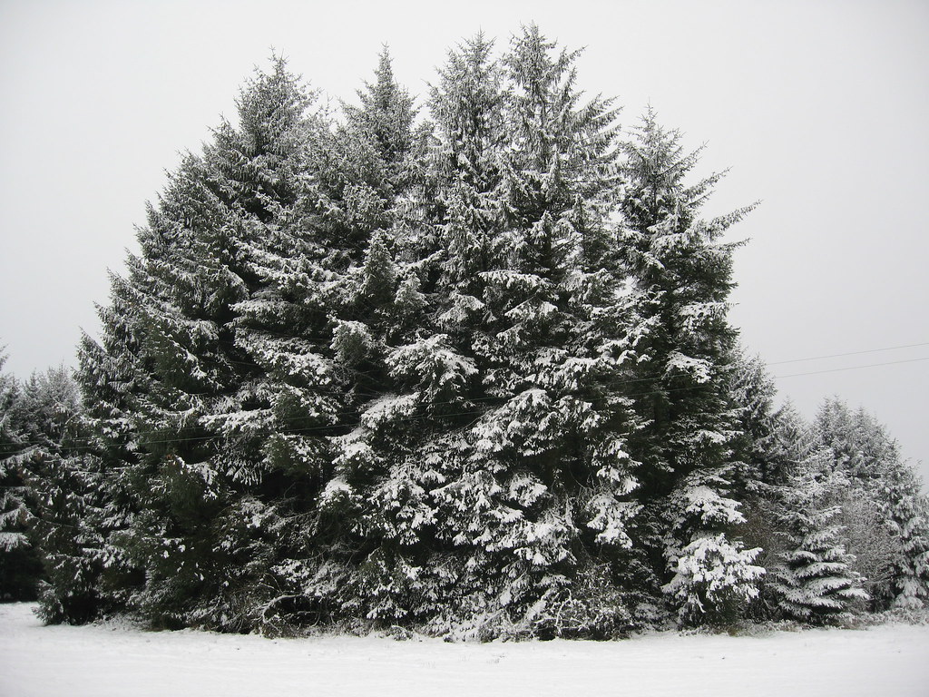 Christmas trees reservoir Simon Wilson Flickr