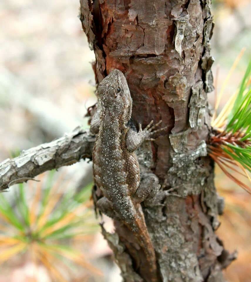 New Jersey Eastern Fence Lizard Dave Fitzpatrick Flickr