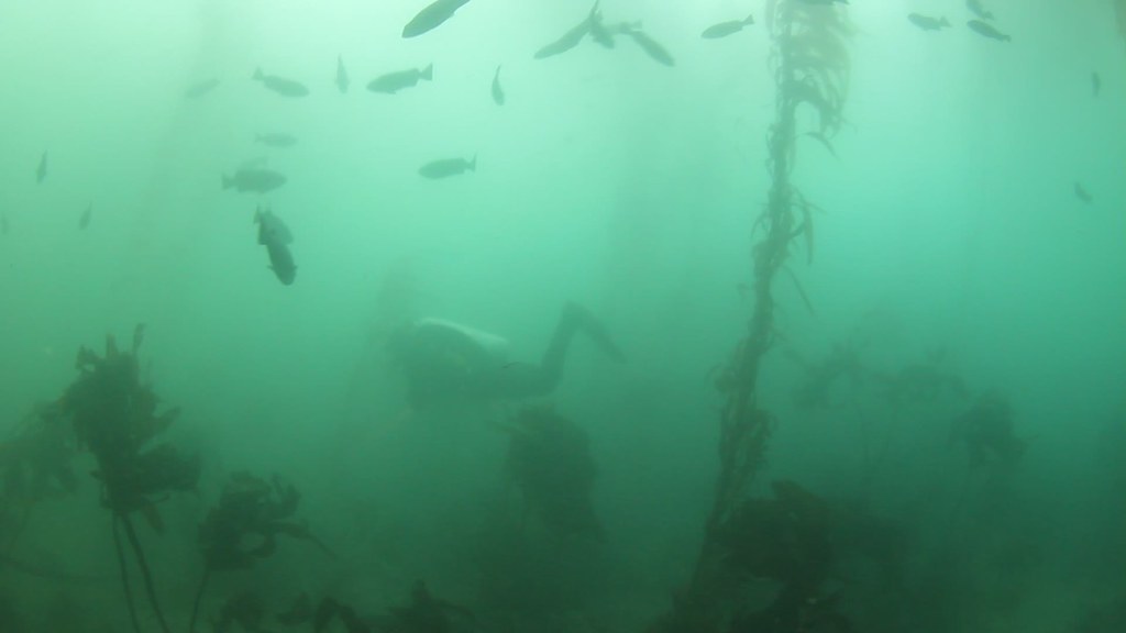 Rockfish inside Cove Mr. Lobos Flickr