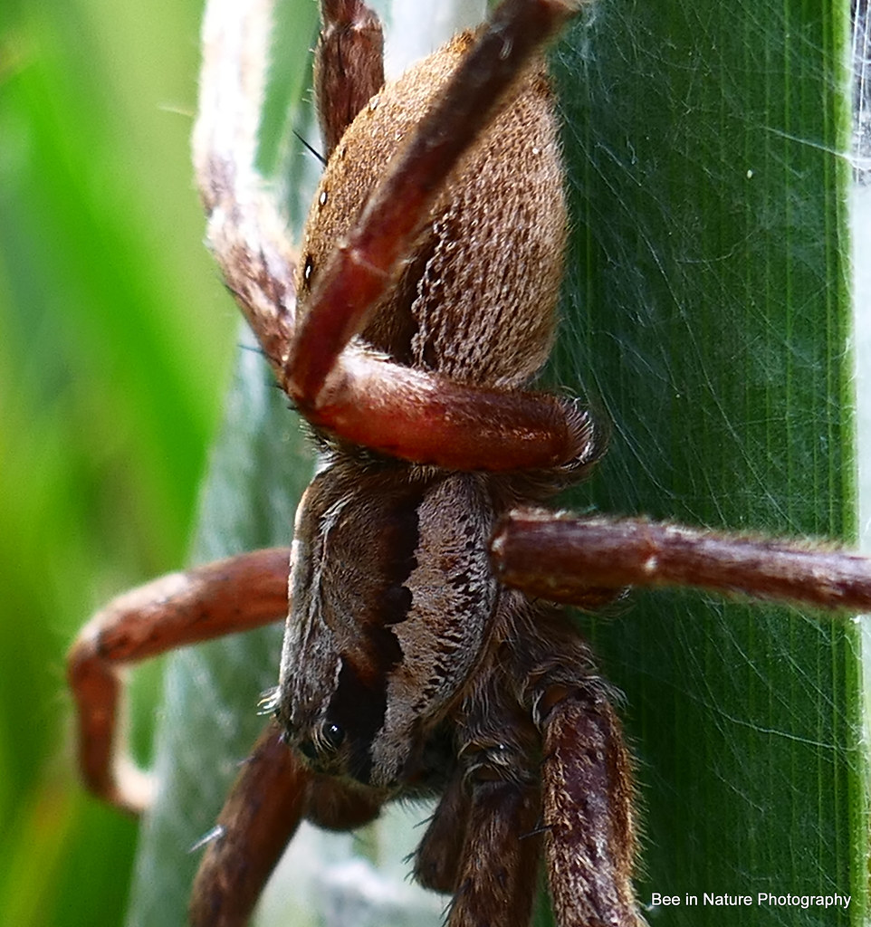 New Zealand Avondale Spider (Huntsman) Laurie Nature Bee Flickr