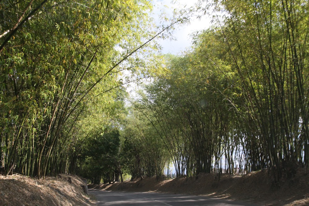Bamboo Avenue Yewco Kootnikoff Flickr