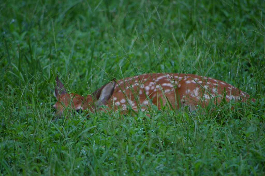 Baby Deer_4 Baby Deer in backyard Bob Moore Flickr