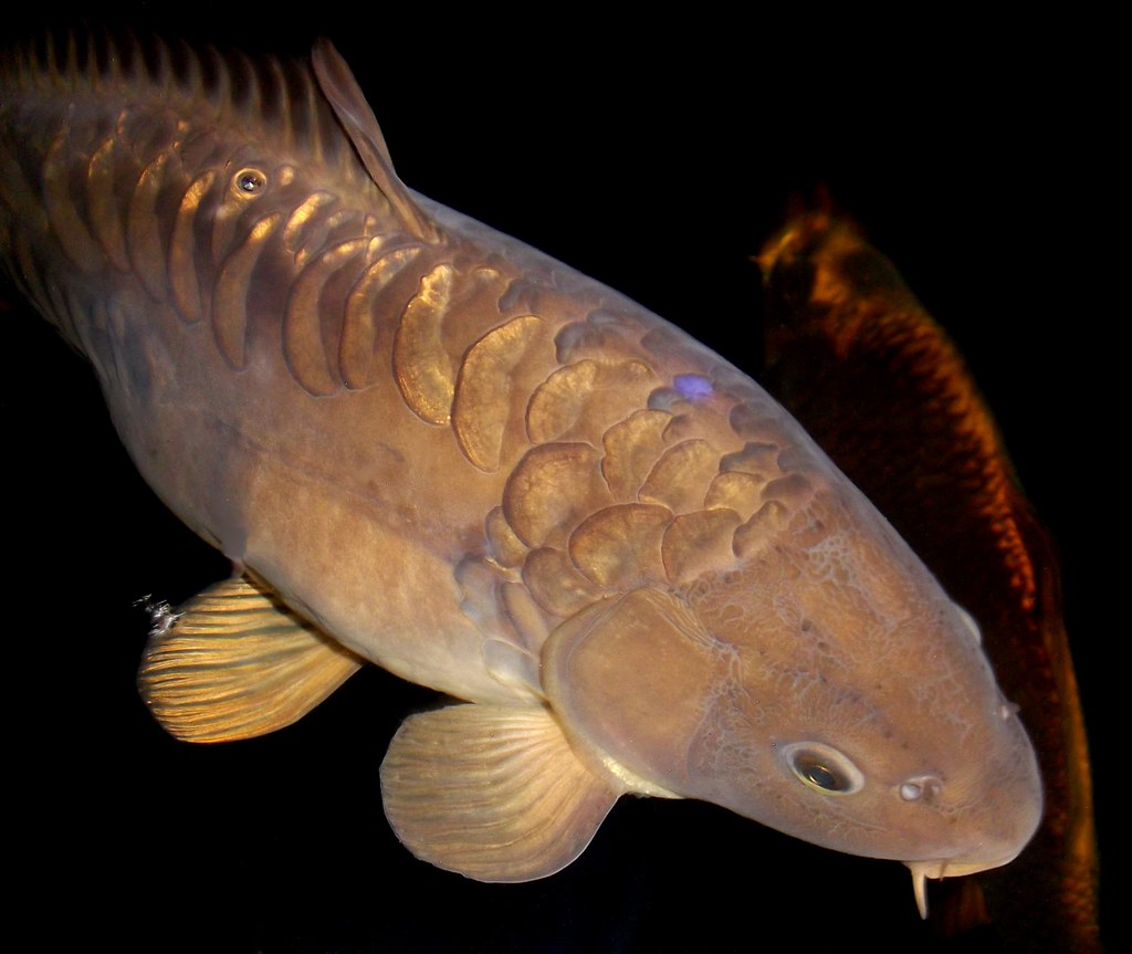 Mirror Carp Here's a shot I took recently of one of my Mir… Flickr