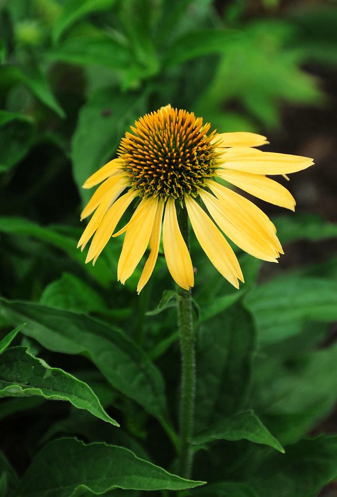 13__06_19 1026 Yellow cone flower at the North Carolina Ar… Flickr