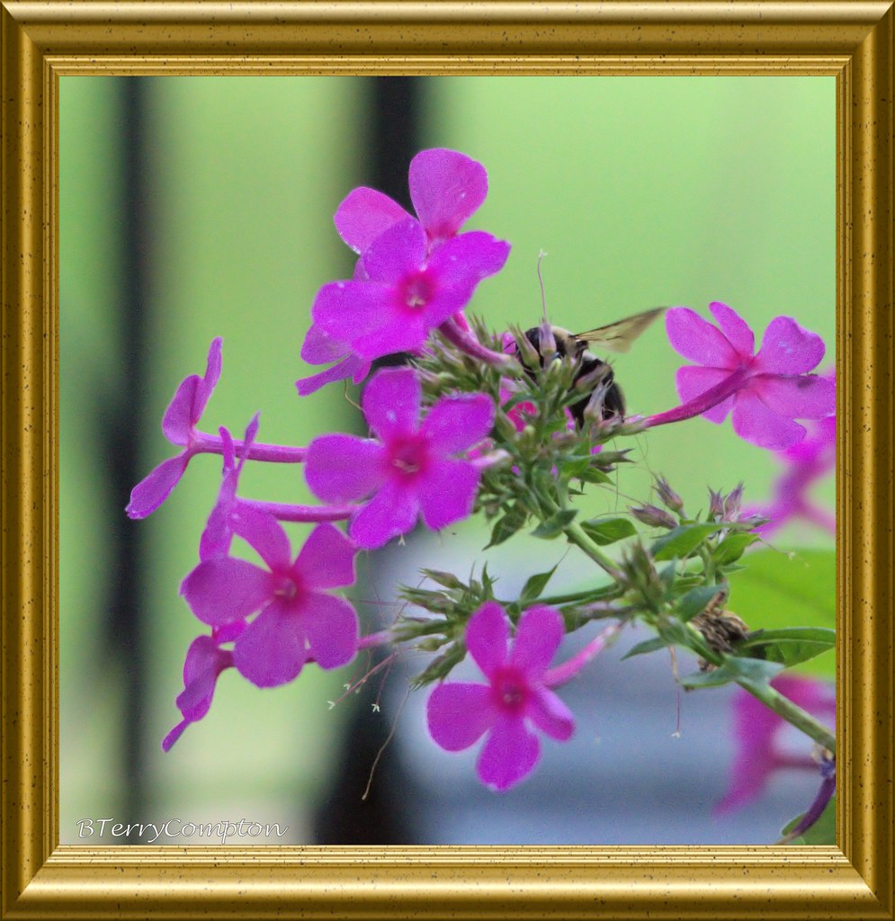 DSC_6933 3 Flocks Flowers Flocks Flowers Berkeley T. Compton