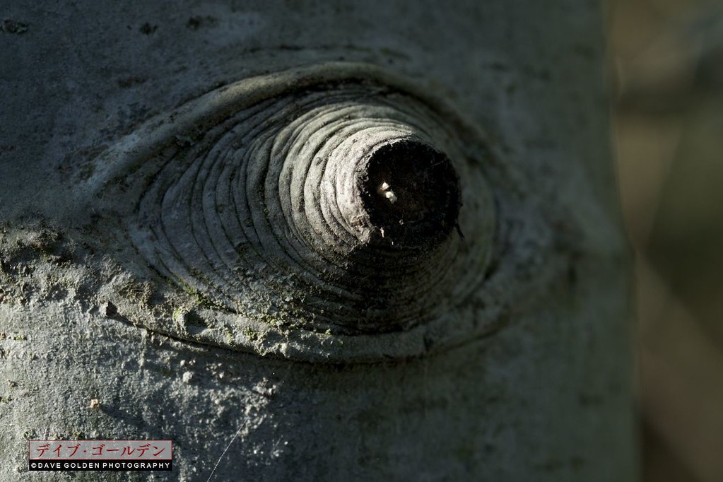 Eye of the Tree Eye of the Tree Center for Urban Horticu… Flickr