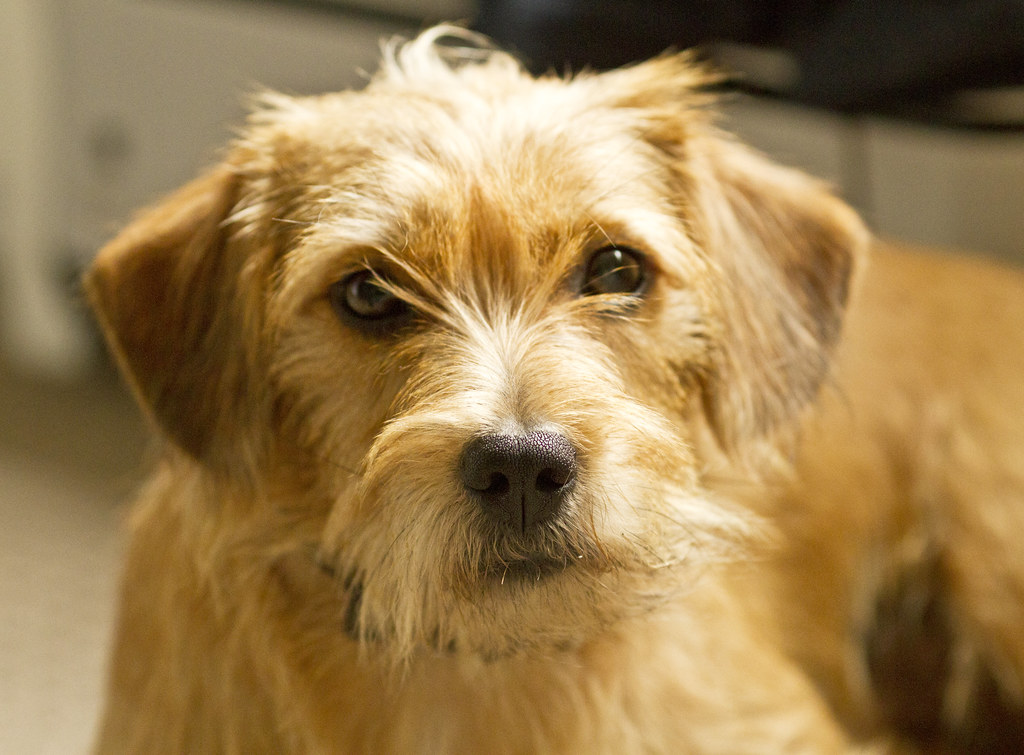 Beanie the Dachshund x Maltese pup Kristina_Mason Flickr