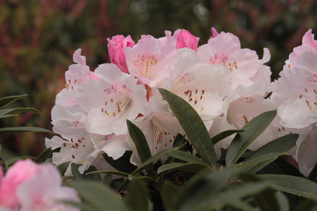 IMG_5570 Brinnon WA Whitney Gardens pink rhododendro… Flickr