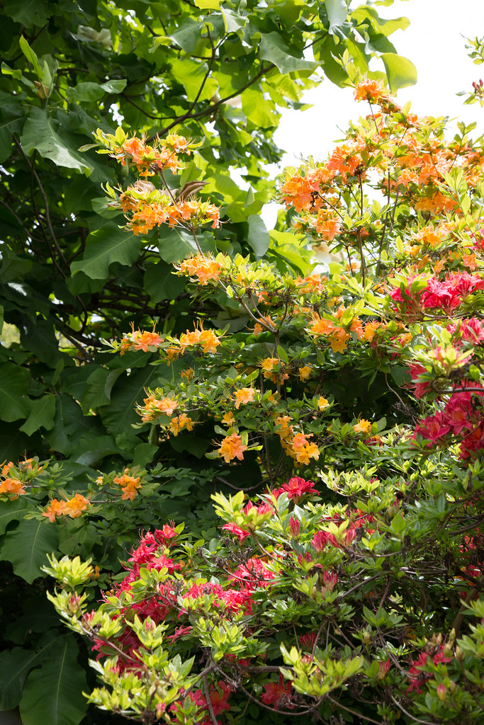 Red's Rhodies Oregon Native Rhododendrons 石南花 Return t… Flickr