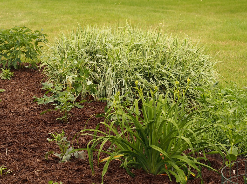 Ornamental Grass Carex morrowii ‘Aureavariegata’(Morrow's… Flickr