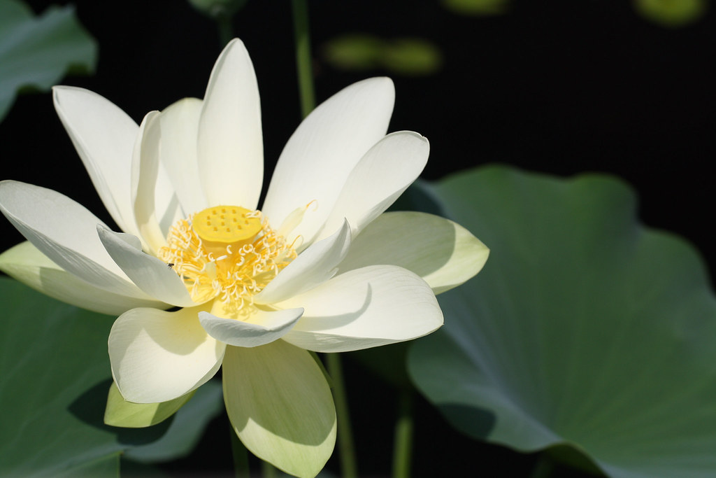 Water Lily NC Sue Flickr
