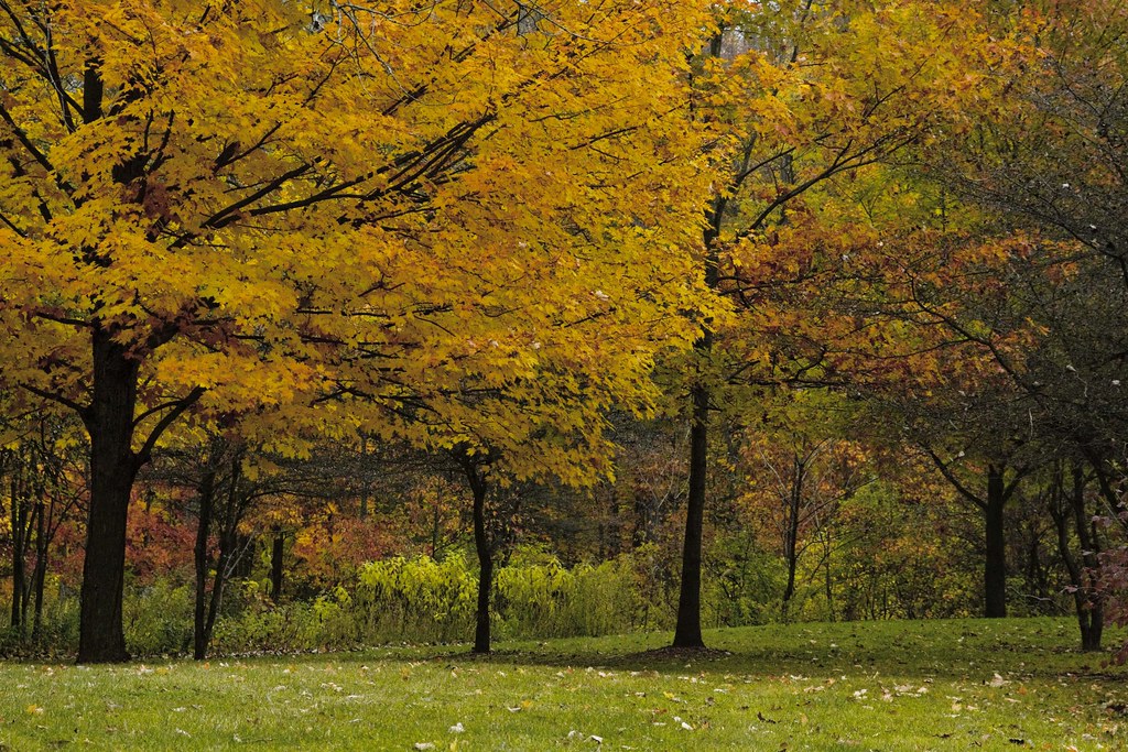 Wright Woods and Pond A Chance Encounter with Henry Davi… Flickr