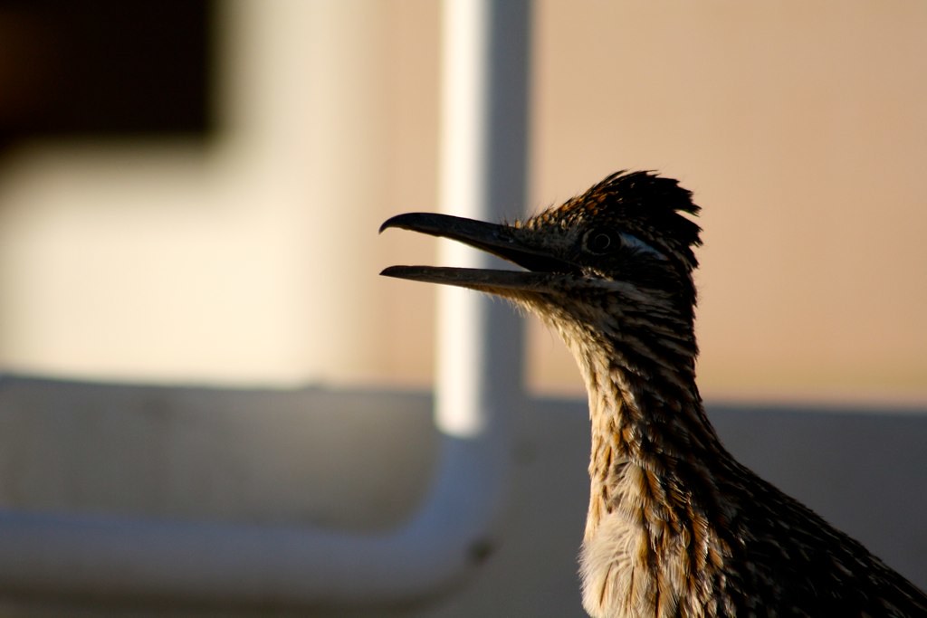 MCAGCC 29 PALMS (Aug 2013) Flickr