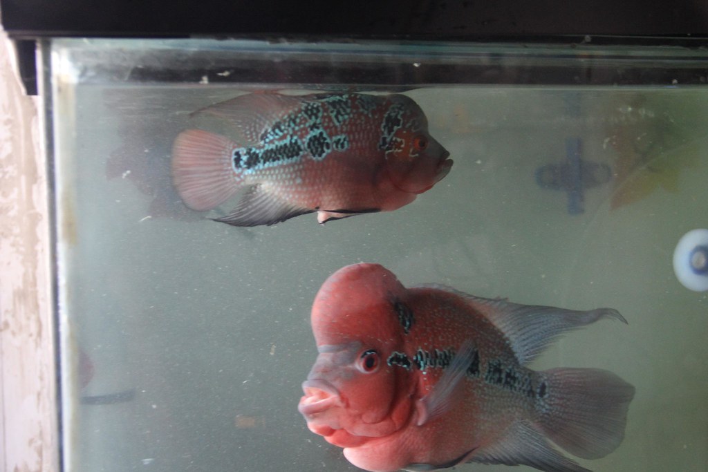 Flowerhorn Breeding Process