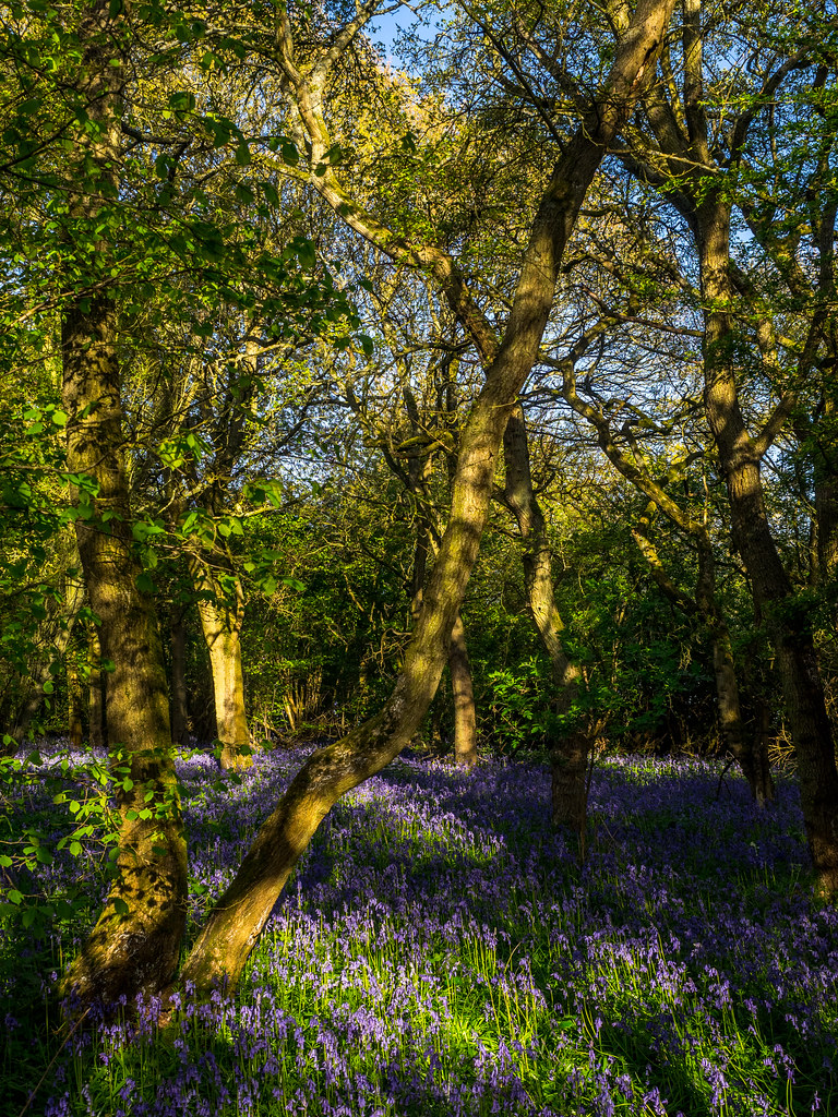 Brampton Woods Bluebells Cambridgeshire davepickettphotographer Flickr