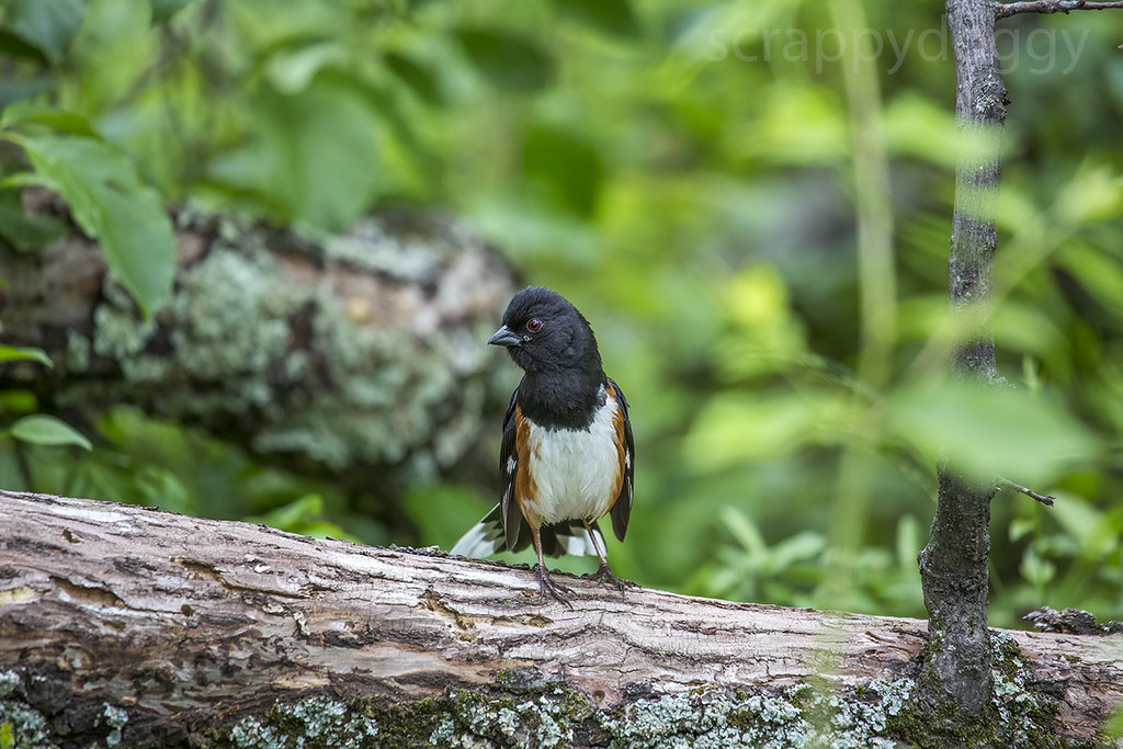 Eastern Towhee Taken at Lake Frank, Rockville, MD. This bi… Flickr