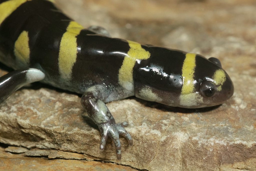 Ringed Salamander Benton County, Arkansas, USA Kory Roberts Flickr