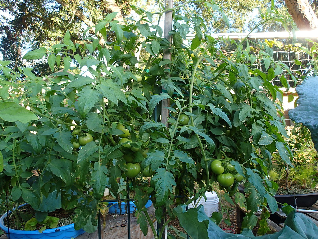 tomatoes grown in the square foot hydroponic system Flickr