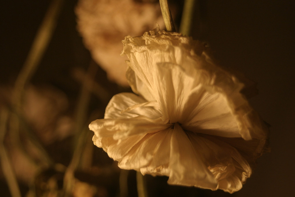 Fading flowers 4 Rachel Wright Flickr