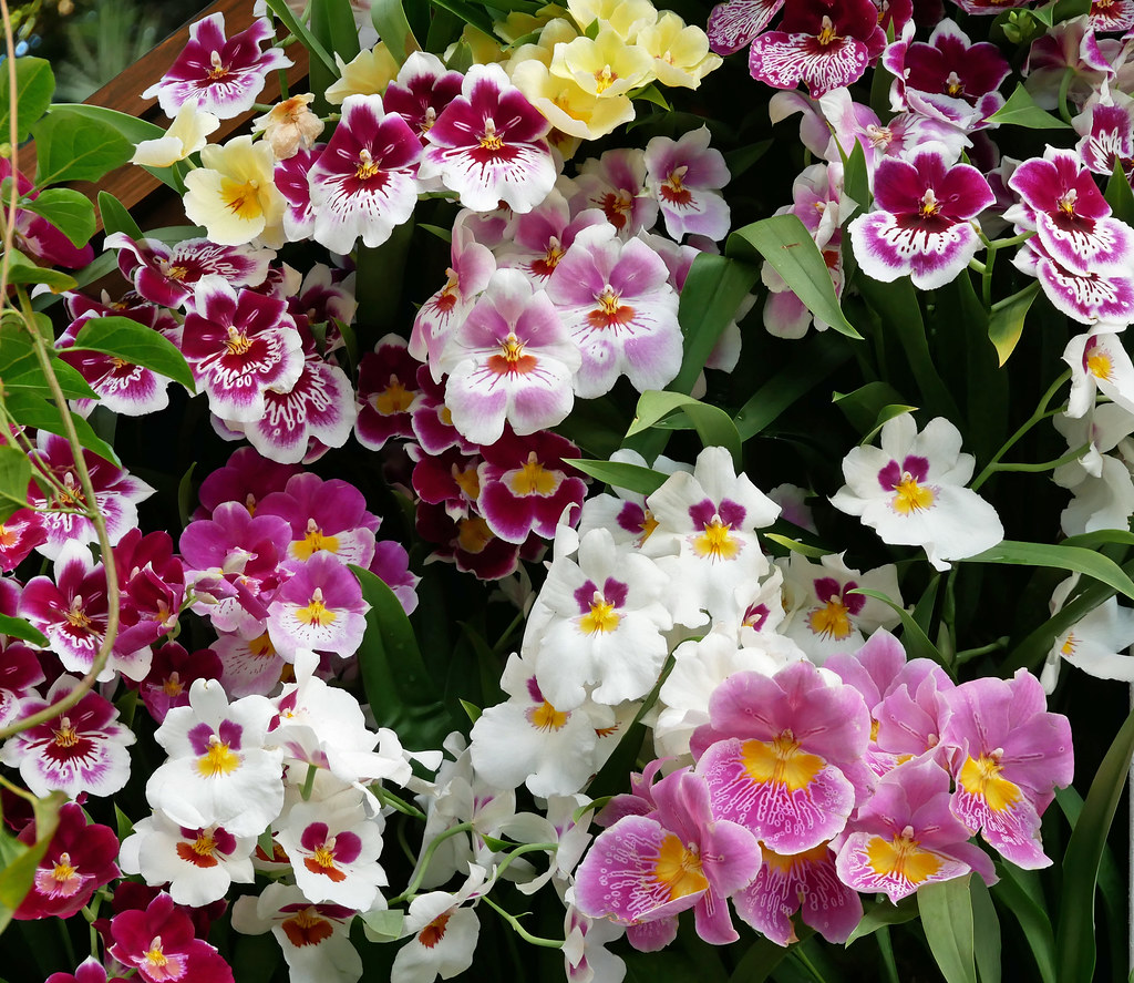 Pansy orchids Orchids in the Haupt Conservatory at the New… Flickr
