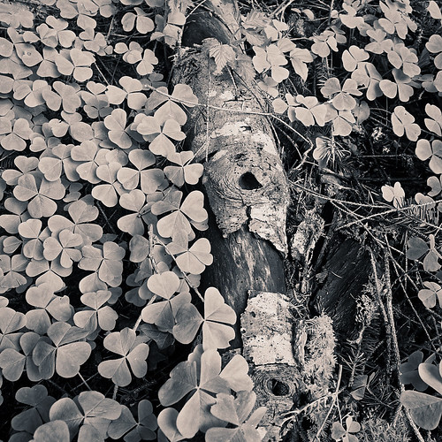 Fern Hill Cemetery Aberdeen, Washington NorthWest One Flickr