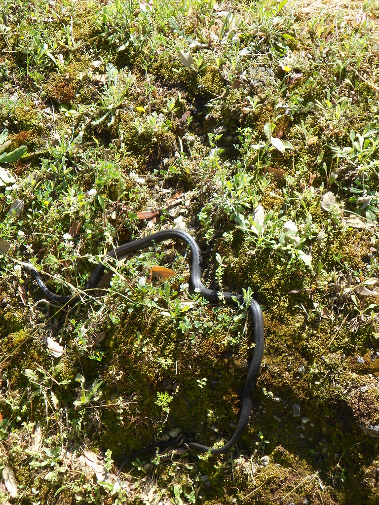 Snake in Pompeii be careful when walking near Necropoli di… Flickr