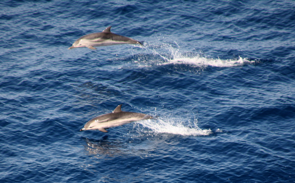 Dolphins 5 Dolphins leaping in the Bay of Biscay John Topman Flickr