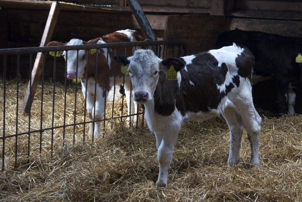 05 van kalf tot koe van kalf tot koe Toon Fouchier Flickr