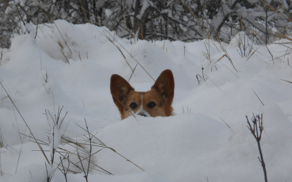up to my ears in Winter already? Lizzy ♥ 2DogFarm Flickr