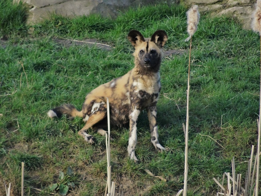Painted Dog Pup 2 Painted Dogs Woodland Pack Yorkshire Wil… Flickr