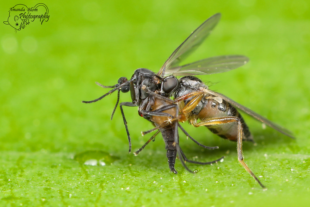 Fly caught a Mosquito Fly trying to kill a mosquito Flickr