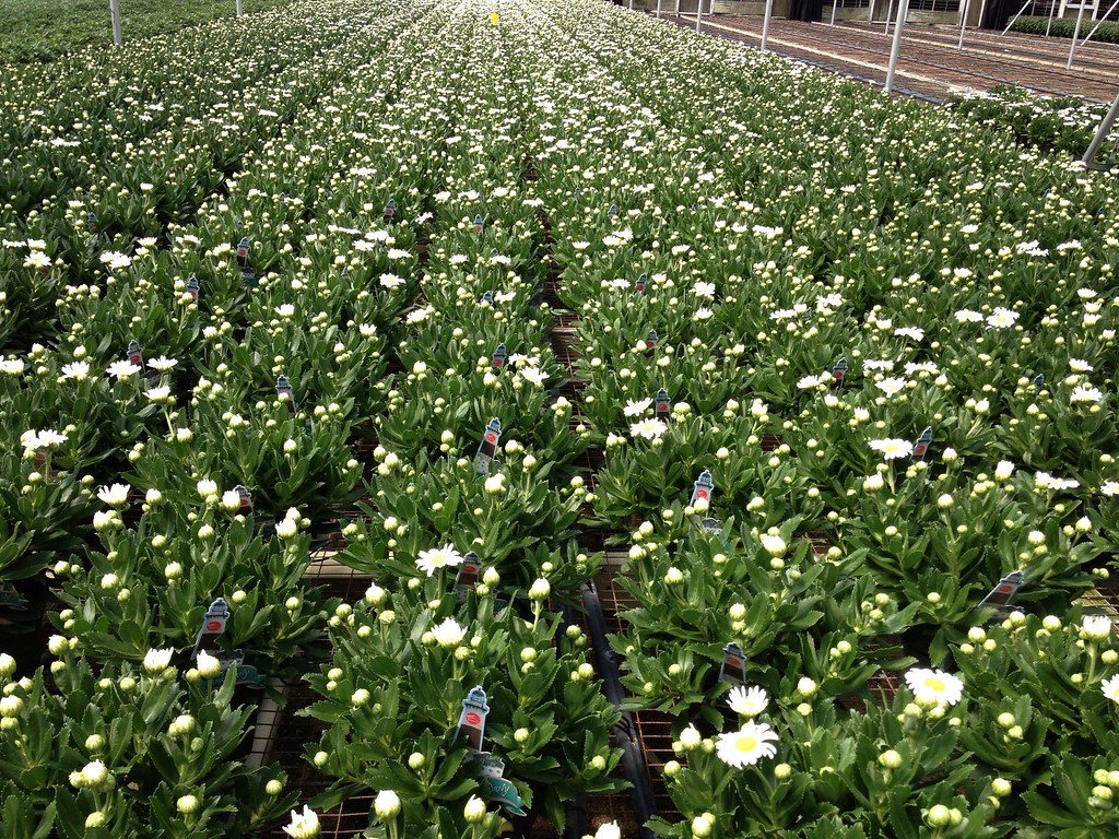 6.0 Montauk Daisy Bench White's Nursery & Greenhouses, I… Flickr