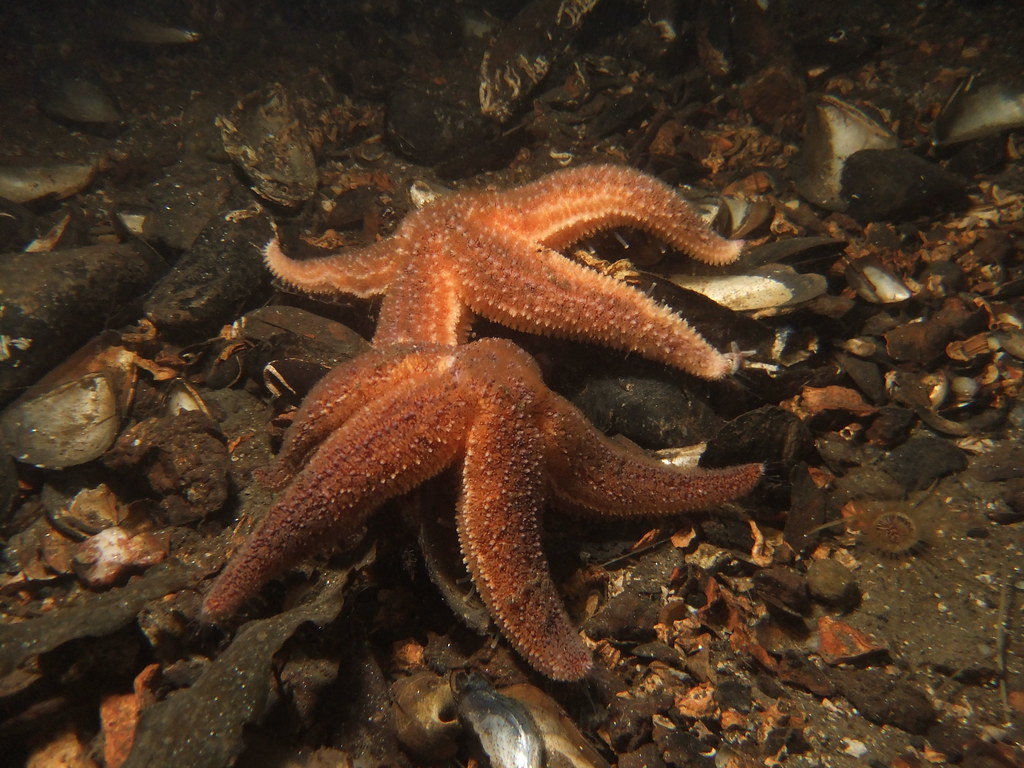 Common Starfish feeding on mussels James Lynott Flickr