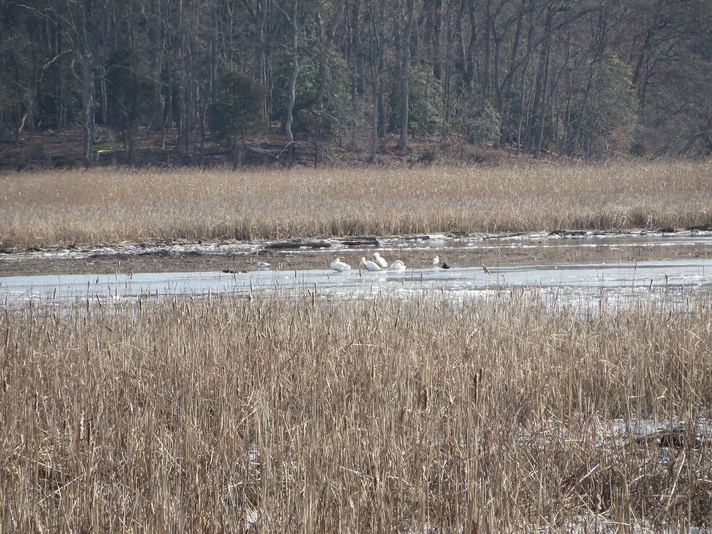 MN_Swans on marsh_ABB Virginia State Parks Flickr