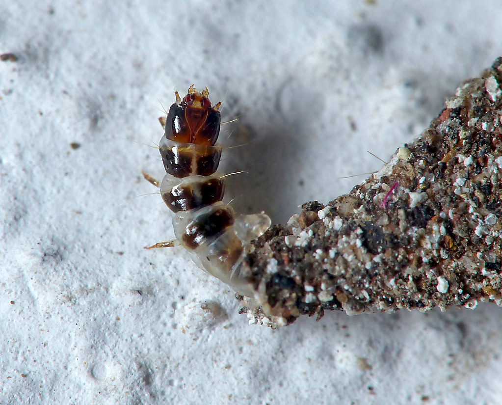 Larva de polilla, Con su casa a cuestas como el caracol, e… Flickr