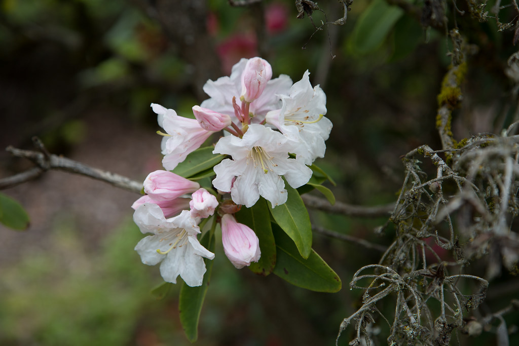 Red's Rhodies Oregon Native Rhododendrons 石南花 Return t… Flickr