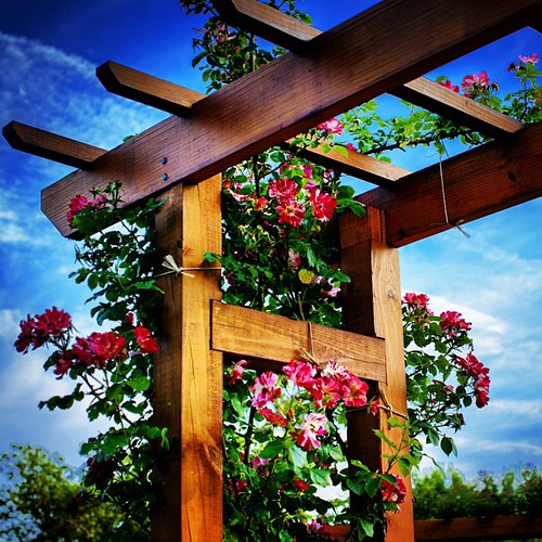 Allentown Rose Garden lehighvalley iglehighvalley iglv … Flickr