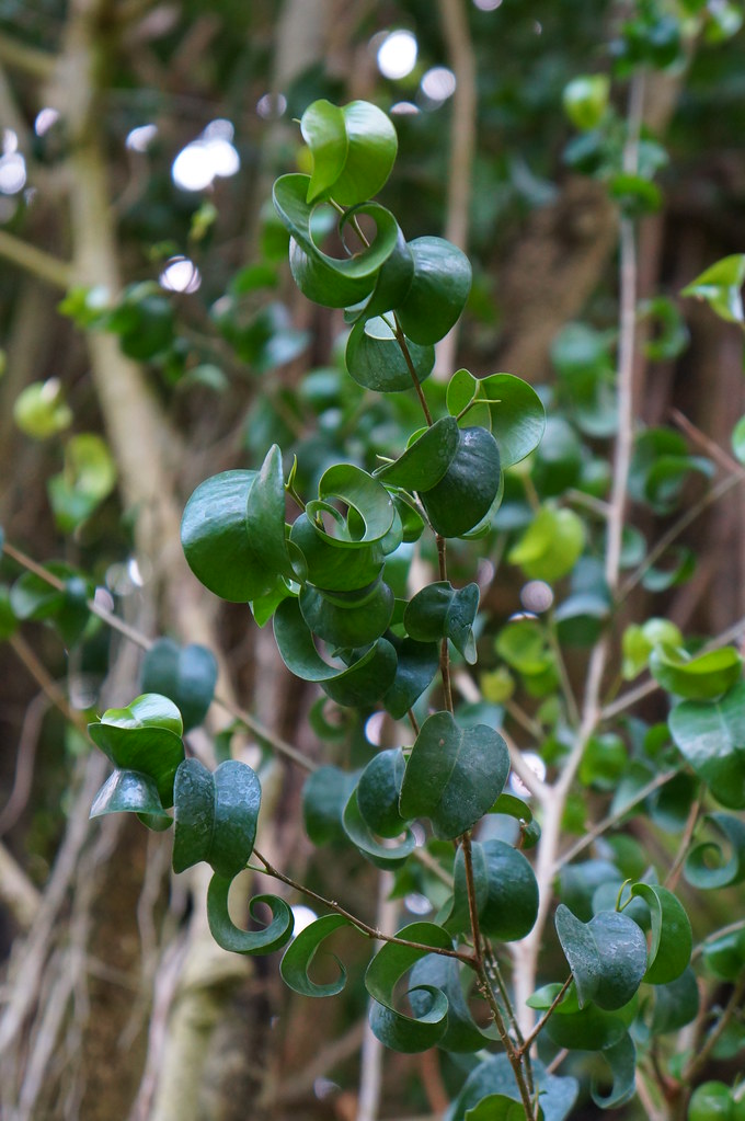 Ficus benjamina (curly leaf) (3) Karl Gercens Flickr