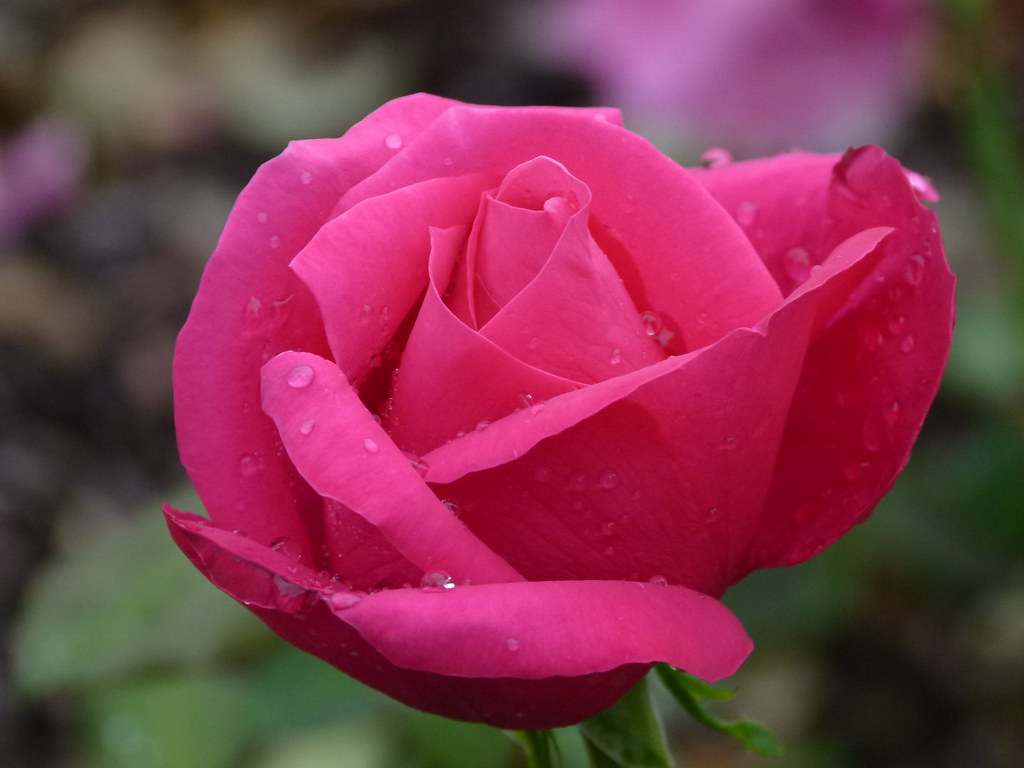 Pink Rose 2 Niagara Botanical Gardens Jim Munson Flickr