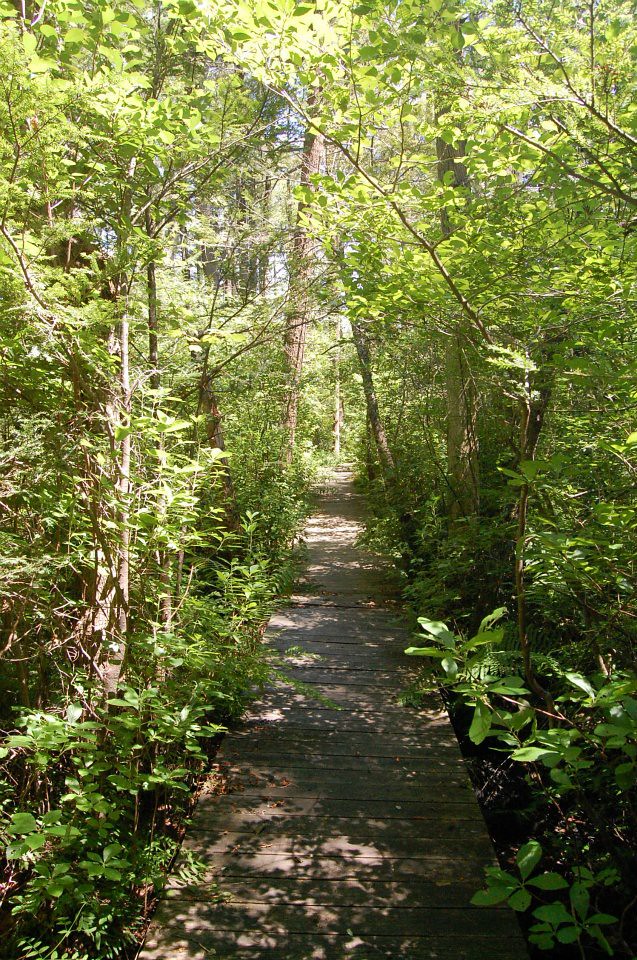 Bog Boardwalk, Black Pond Bog Nature Preserve, Plymouth Co… Flickr