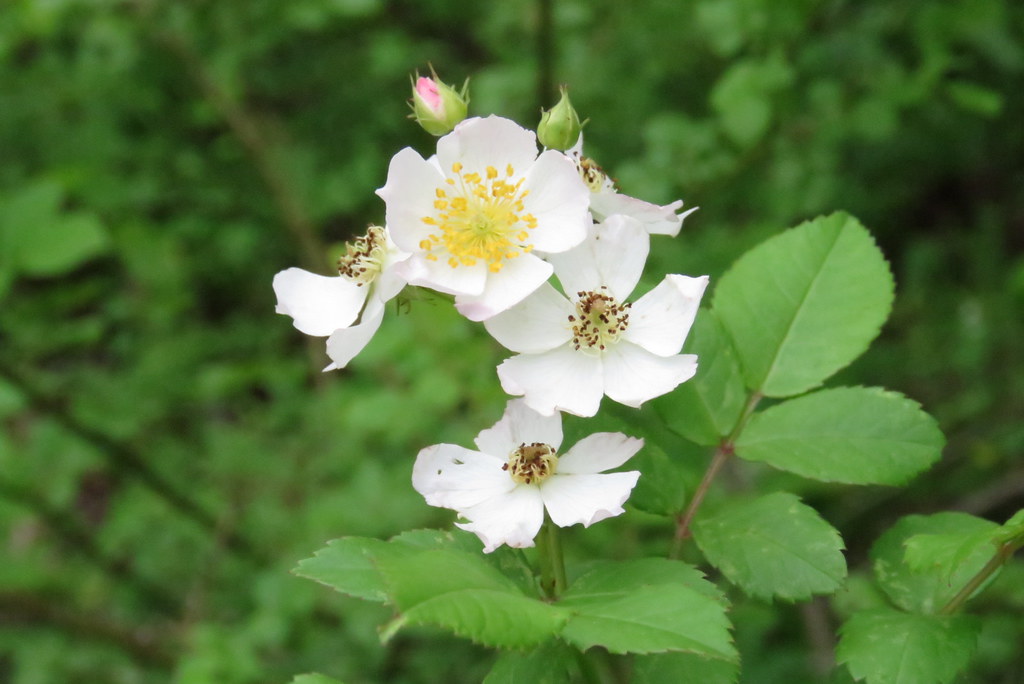 Wild Roses Wild roses smell so wonderful! Seen at Pretty W… Flickr