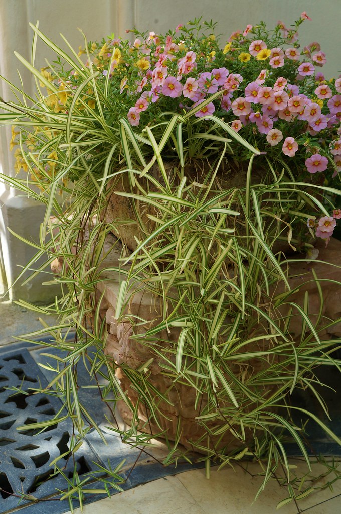 9 Stunning Plants that Look Like Spider Plants